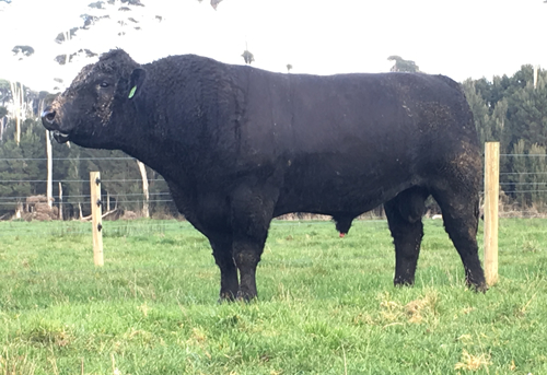 Raff Angus sire